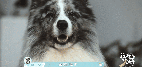 朱正廷养宠物综艺，朱正廷、张雨剑与流浪狗同居的节目