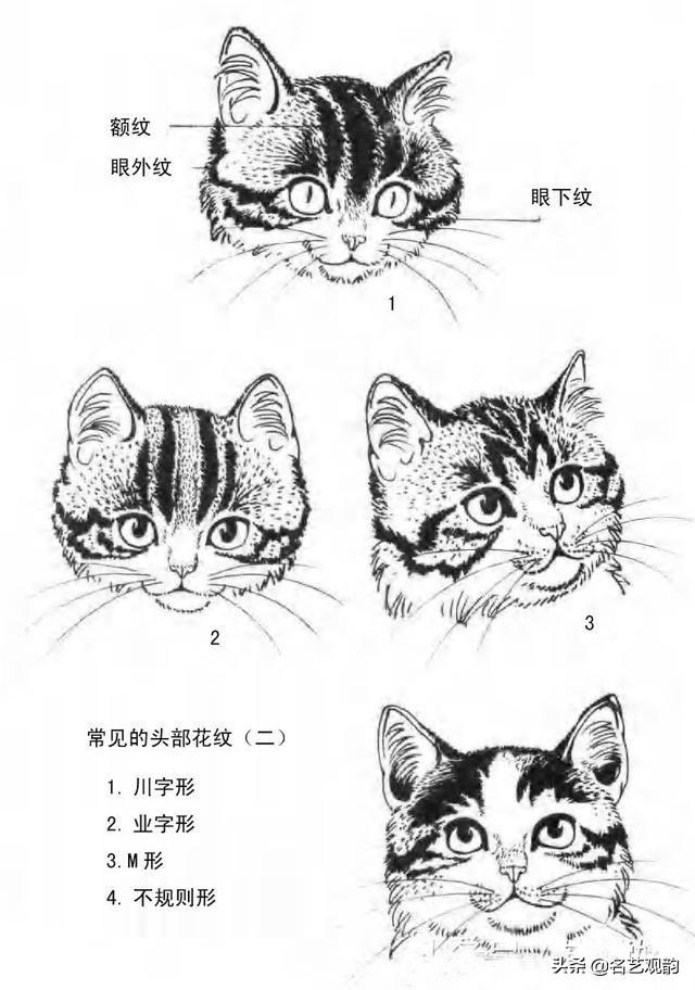 100种小猫怎么画，100种画真猫的画法（教你在纸上养个主子）