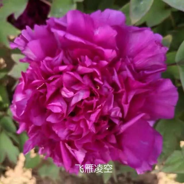 美丽的花中之王牡丹，被国人视为花中之王的牡丹品种