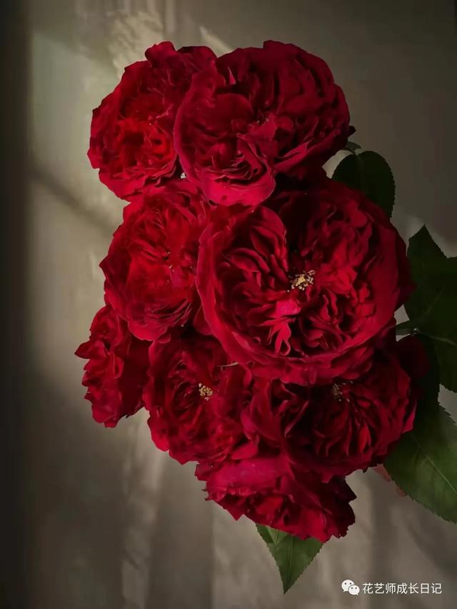 复古香槟色玫瑰，52朵香槟色玫瑰