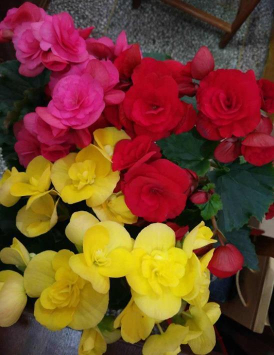 一年四季开花的海棠花，开花小巧花香足