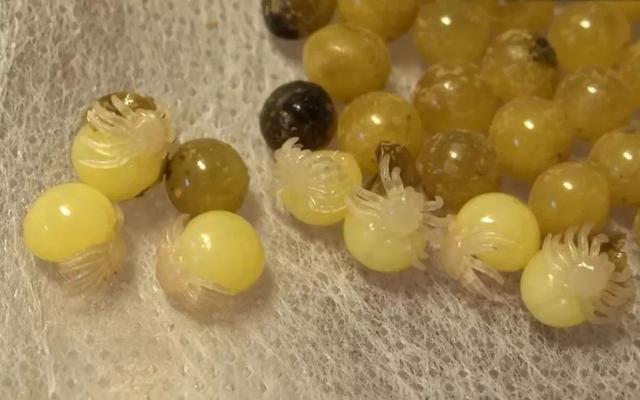 动物世界捕食技巧，27种动物捕食策略