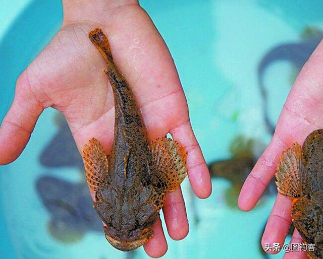 长江名贵鱼前十名，有哪些名贵的淡水鱼（国内最昂贵的10种鱼类）