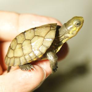 宠物乌龟起什么名字好，浅谈常见宠物乌龟种类-新手饲养篇