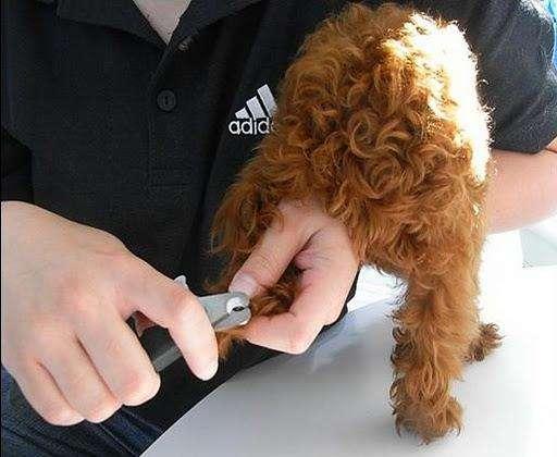 普通剪刀可以给狗狗剪指甲吗，给狗狗剪指甲只是为了避免被抓伤