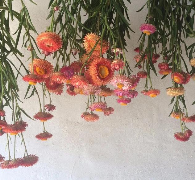 小野菊怎么做成干花，这5个方法都能轻松制作精美的干花