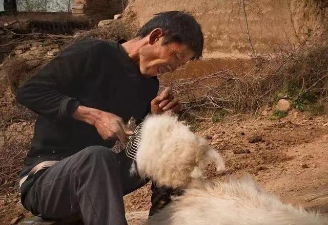 羊绒和细羊毛的区别，羊毛和羊绒到底有什么区别