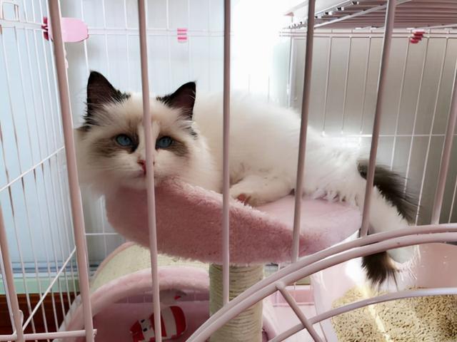猫耳螨能自愈吗，幼猫的耳螨多久时间才能治愈好