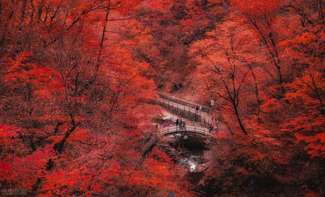 秋天银杏十大绝美诗句，咏上海001号古银杏树