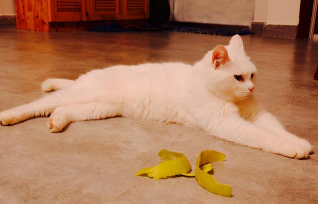 怎么解决猫咪挑食的问题，改善挑食，是一场人猫拉锯战