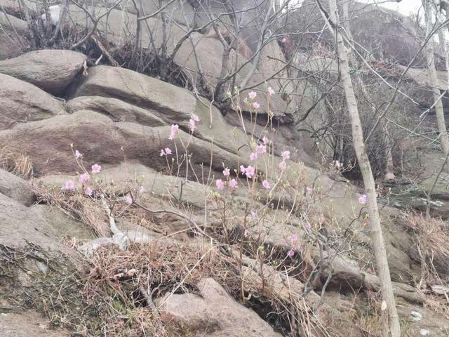 清明适合赏花的地方，纷纷春雨过后是最美人间四月天