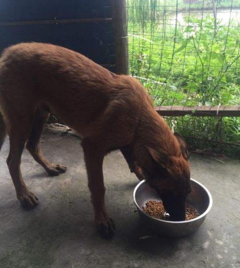 马犬和德牧哪个凶，德牧田园犬和马犬哪个好（看完你会选择谁呢）