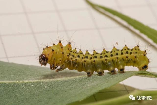 有哪些常见的飞蛾，自然记录蛾生一瞬