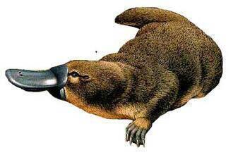 哺乳动物有哪些，世界上哺乳类动物有哪些（哺乳类动物和图片）