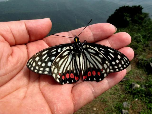 最常见的蝴蝶有哪几种，夏日赏蝶正当时