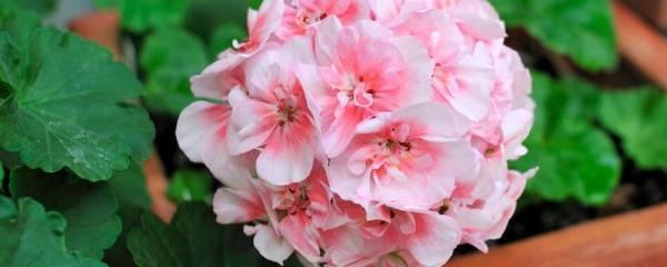 天竺葵的正确养殖方法，天竺葵怎样养