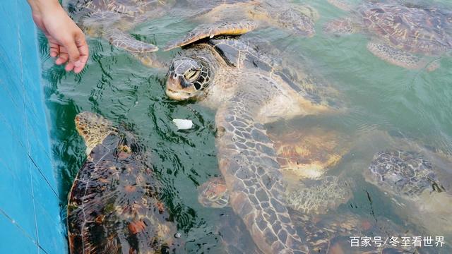 硇洲岛旅游攻略，湛江硇洲岛景点（探秘南极村+硇洲岛+东海岛+特呈岛）