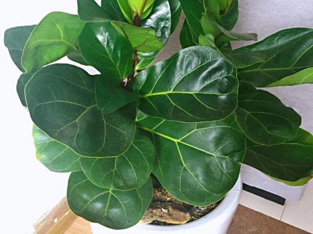 观叶植物的室内摆放，家里盆栽摆放有讲究