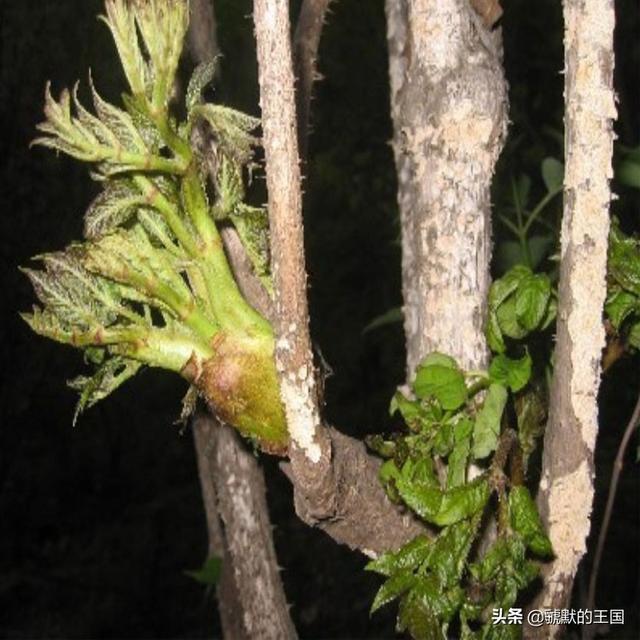 刺老芽野菜的做法，天下第一山珍刺老芽