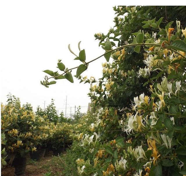 金银花种植技术全过程，金银花栽培技术