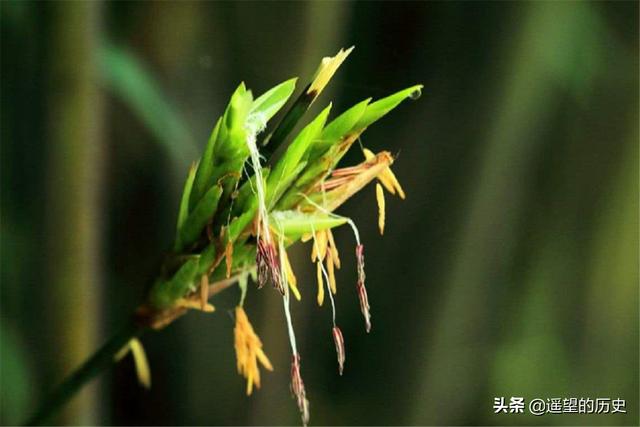 竹子开花意味着什么，竹子开花意味着什么风水（竹子开花有啥预兆）