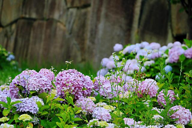 白色绣球花的花语，白色绣球花花语（浅说花语之绣球花）