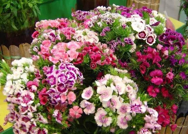 初学者的首选插花应该用哪些花材，需要进购哪些花材