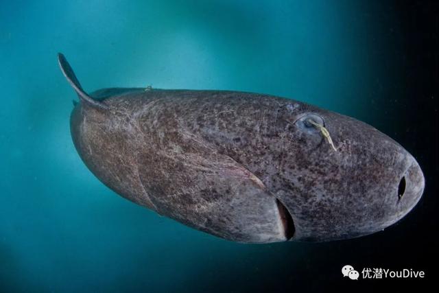 八种最长寿的动物，地球上最长寿的10种动物