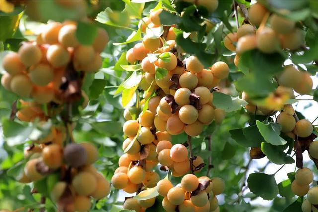 十一假期出游可畅玩银杏湖乐园，湖光山色风景迷人