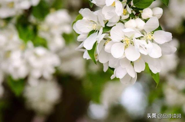 苏轼十首禅诗真是大智慧，苏轼最具有哲理的一首诗