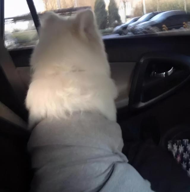 星期狗的特点和习惯，如果狗狗有这些特征