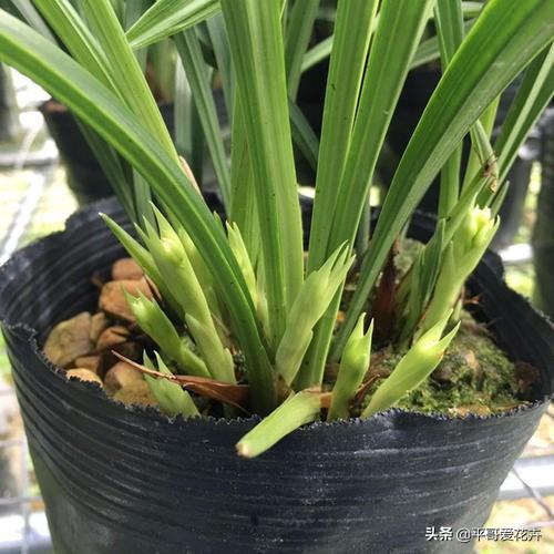 什么花最好养又好看又容易活，6种花号称十大名花