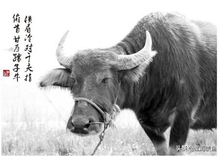 牛最早出现在什么时期，牛长期作为农耕社会的重要生产力