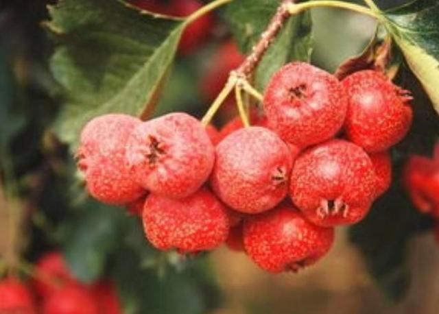 鲜山楂的吃法大全，新鲜山楂正确吃法