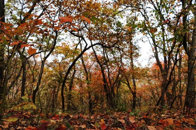 石门山森林公园，旬邑县石门森林公园景区介绍（石门国家森林公园恢复开放）