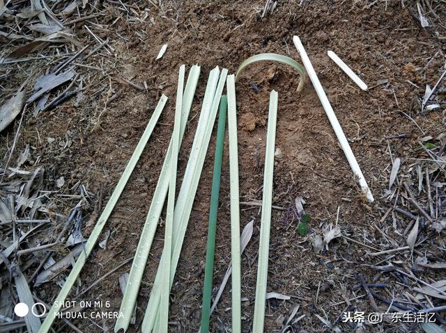 山鸡散养怎么建鸡舍，野外大山里套野山鸡