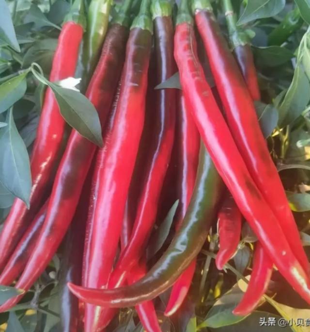 母水，如何做四川泡菜母水