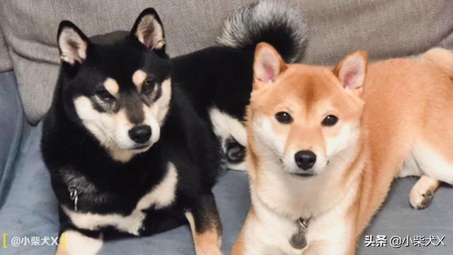 日本柴犬的特点，日本柴犬品种推荐（独立干净爱掉毛）