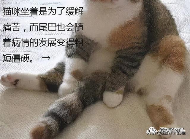 你真的了解可爱的折耳猫吗，折耳猫和半折耳猫有区别吗