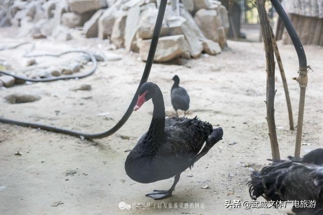 武威周边旅游景点推荐一日游，甘肃武威自驾游8个景点大盘点