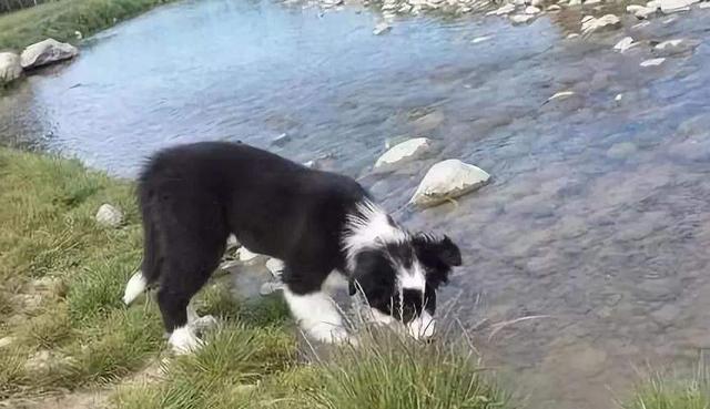 养边境牧羊犬的优点和缺点，饲养边境牧羊犬