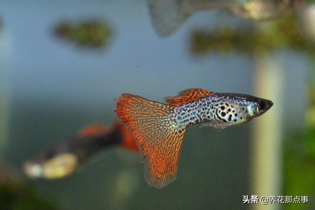 养殖热带鱼鱼缸如何装饰，在客厅养热带鱼