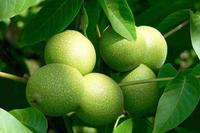 新炒出来的山核桃有什么特点，又鲜又嫩的核桃