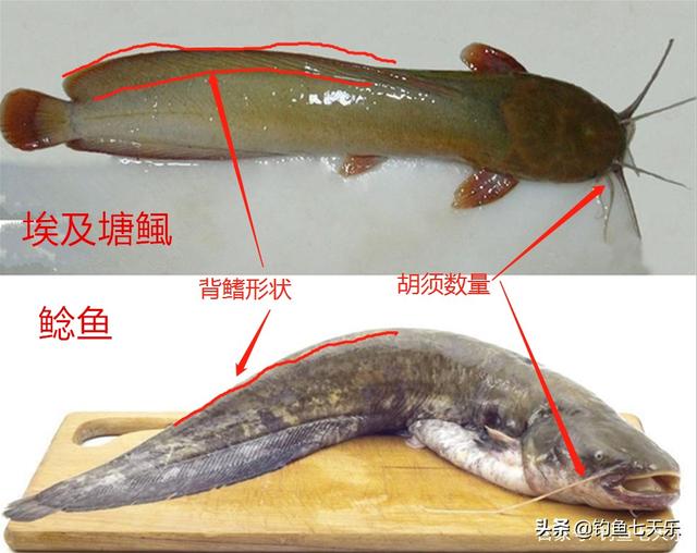野生两条胡须的鲶鱼能吃吗，以便便为食的鲶鱼