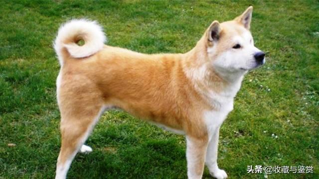 世界上最凶猛的犬，世界最凶猛十大犬种