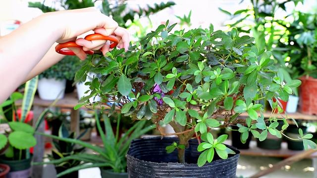 杜鹃花开时如何养护，杜鹃开败了春天3个