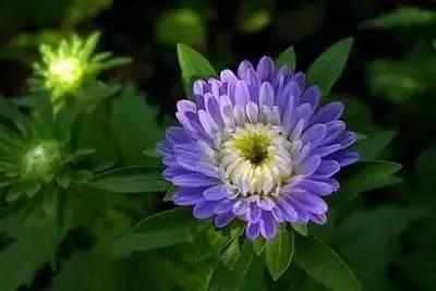 花语代表治愈的花，100种花的花语养养眼