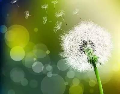 花语代表治愈的花，100种花的花语养养眼