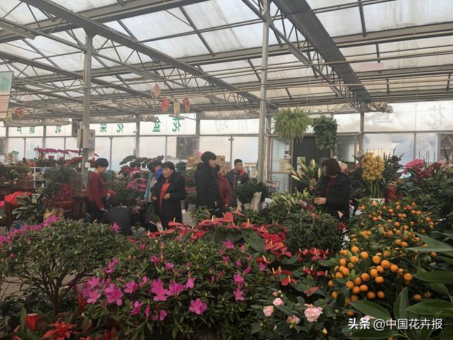 北京花卉批发市场，北京花卉批发市场什么时候开业（北京宝藏花卉市场）