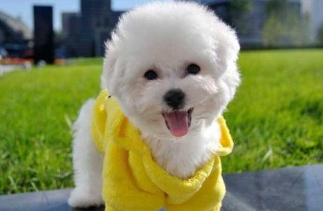 家庭适合养什么犬，十大最适合家庭养的宠物狗（9种最适合养的狗狗）